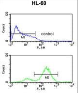 EIF4E Antibody