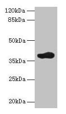 ARFIP2 / Arfaptin 2 Antibody