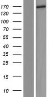 C9orf84 Protein (Over-Expression Lysate Myc-DDK (Flag))