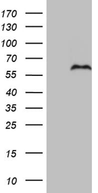 Monoclonal Mouse anti-Human PRRT2 Antibody (clone OTI9H8, aa152-268, IHC, WB)