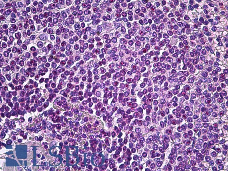 IHC-plus™ AIM2 Antibody (C-Terminus)