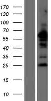 NDFIP2 Protein (Over-Expression Lysate Myc-DDK (Flag))