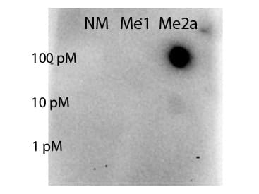 STAT5A Antibody (Asym-Me2-Arg31)