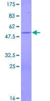 Human CRYBA4 Protein (Recombinant GST)