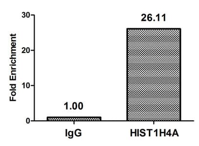 HIST1H4I Antibody