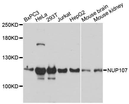 NUP107 Antibody
