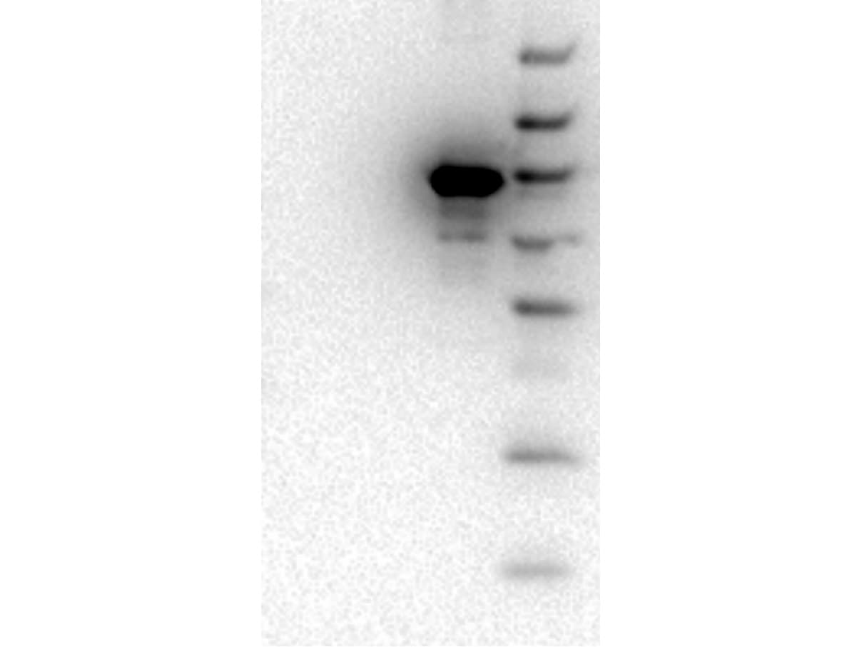 AKT3 Antibody (Internal, clone 9A5.H9.G7)