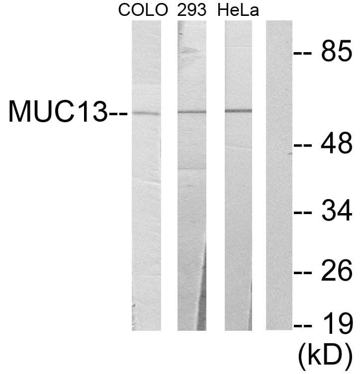 MUC13 Antibody
