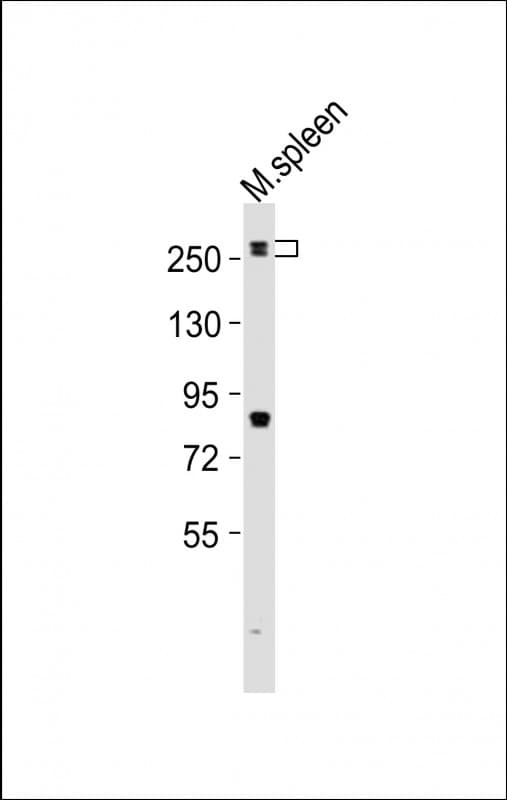 MED12 Antibody (aa1991-2025)