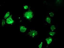 SSR1 Antibody (clone OTI4H6, Carrier-free)
