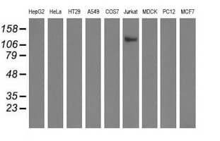 MICAL1 / MICAL Antibody (clone OTI6H4)