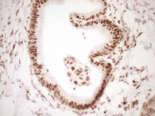 NUDT21 Antibody (aa2-227, clone OTI5B3)