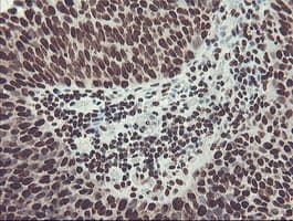 FMR1 / FMRP Antibody (clone OTI1C6)