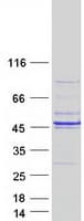 Human EXO5 / Exonuclease 5 Protein (Recombinant Myc-DDK (Flag))