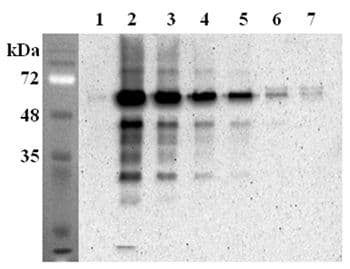 Monoclonal Mouse anti-Mouse FTO Antibody (clone FT62-6, IHC, WB)