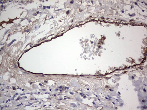 Monoclonal Mouse anti-Human Adiponectin Antibody (clone OTI3E12, aa19-244, IHC)