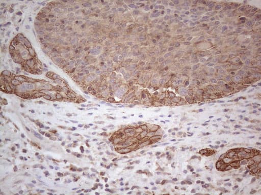 Monoclonal Mouse anti-Human CDC6 Antibody (clone OTI1A4, Carrier-free, IHC, WB)