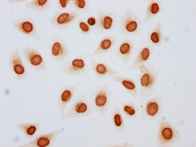 Polyclonal Rabbit anti-Human HIST1H4I Antibody (IHC, IF)