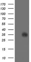SDSL / Serine Dehydratase-Like Antibody (clone OTI1A8)