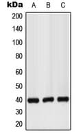GPR160 Antibody (C-Terminus)