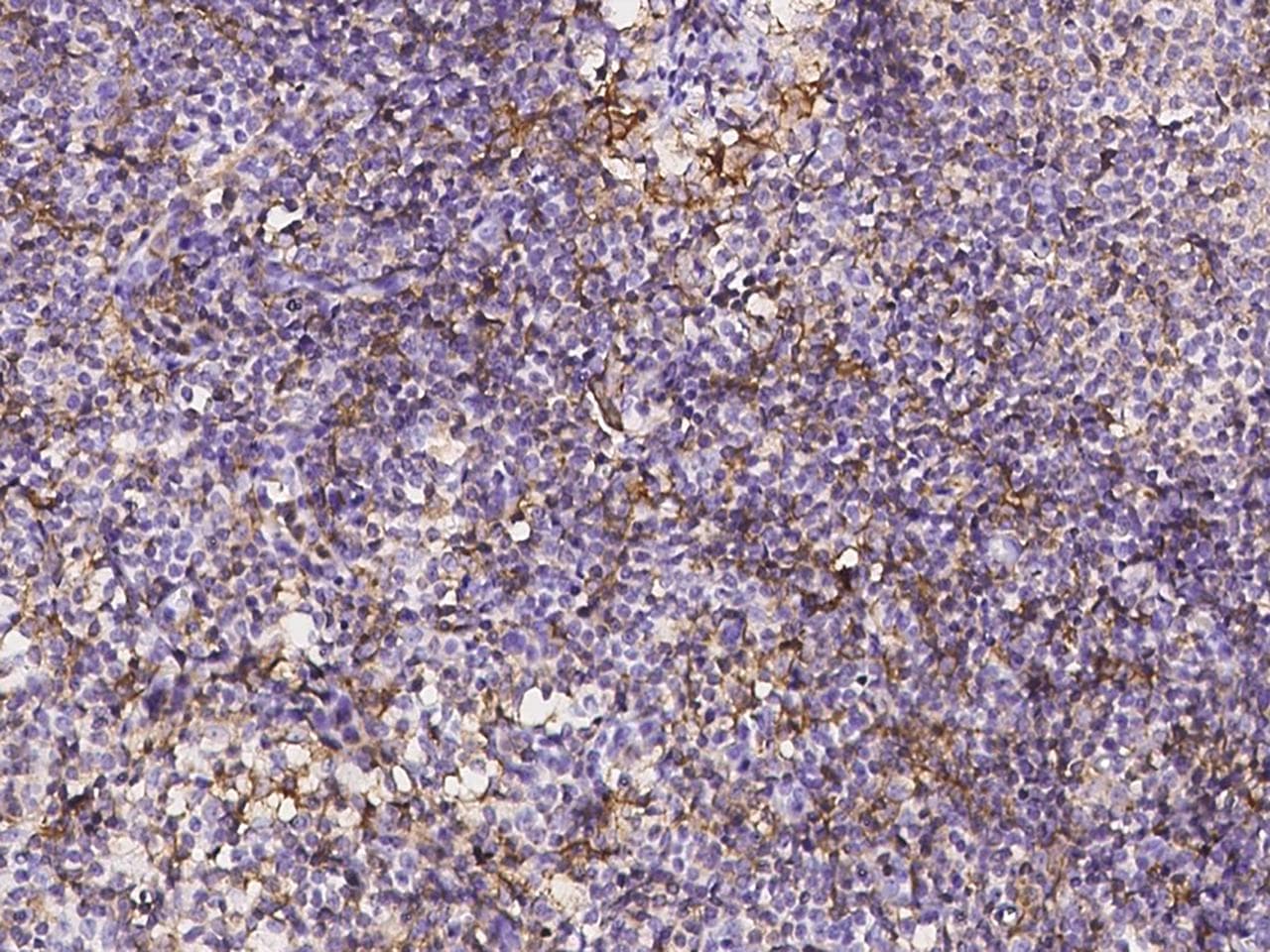 LAIR1 / CD305 Antibody
