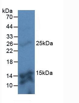 TMEM27 / Collectrin Antibody (aa17-137)