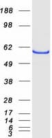 Human CYP46A1 / CYP46 Protein (Recombinant Myc-DDK (Flag))
