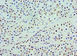 COQ7 Antibody (aa37-217)