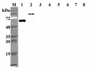 DLL1 Antibody (clone D1L165-6)
