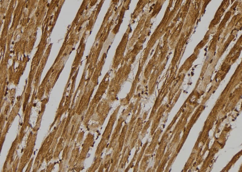 GPR137C / TM7SF1L2 Antibody