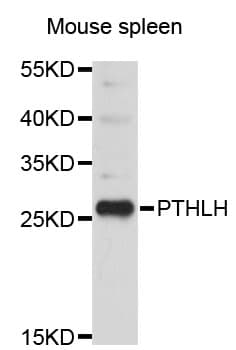PTHLH / PTHRP Antibody