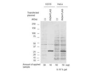 IHC-plus™ ING4 Antibody (aa150-175)