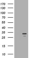 SLA2 / SLAP2 Antibody (clone OTI2B2)
