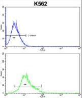 PPID / Cyclophilin D Antibody (aa85-115)