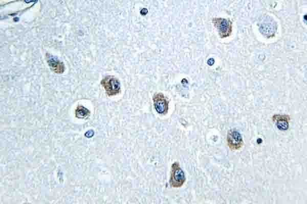 NXPH4 Antibody (Pro248)