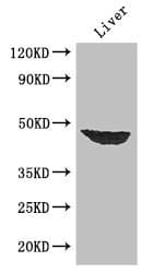 AF5Q31 / AFF4 Antibody