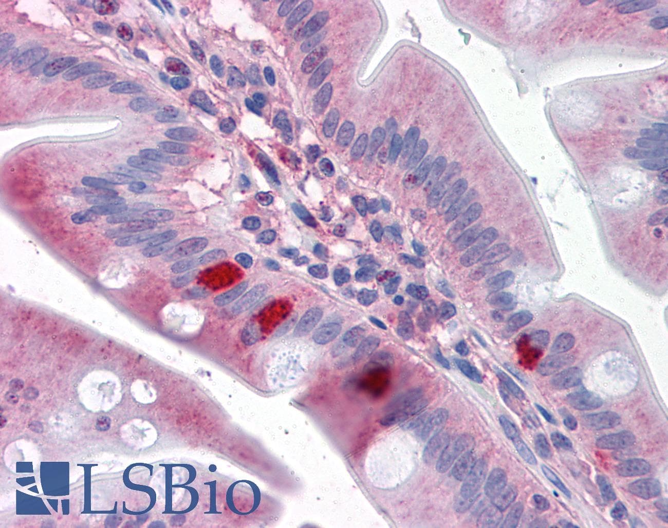 IHC-plus™ SEMA4B / Semaphorin 4B Antibody (N-Terminus)