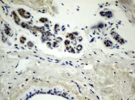 TLE1 / TLE 1 Antibody (clone OTI1A11)