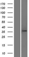 TOMM40 / TOM40 Protein (Over-Expression Lysate Myc-DDK (Flag))