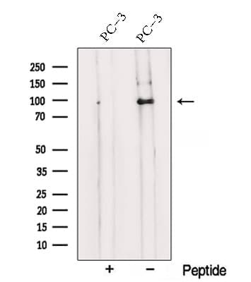 TRPC1 Antibody