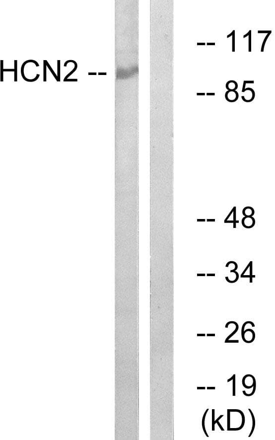 HCN2 Antibody