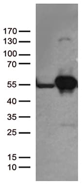 Monoclonal Mouse anti-Human DDX39B / UAP56 Antibody (clone OTI7H4, Carrier-free, aa319-428, IHC, WB)