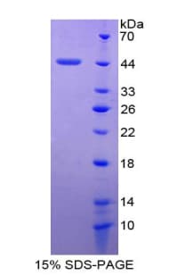 Bovine APOA4 Protein (Recombinant His-T7)