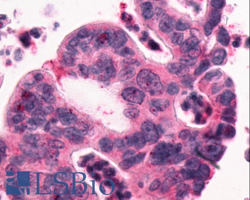 PathPlus™ GPR1 Antibody (C-Terminus)
