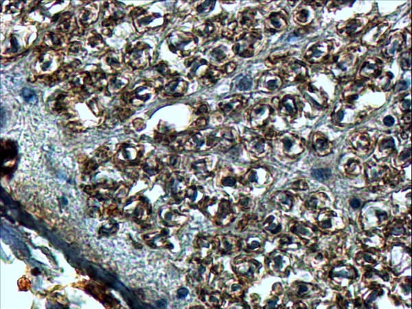Polyclonal Goat anti-Human SLIT2 Antibody (aa1078-1090, IHC)