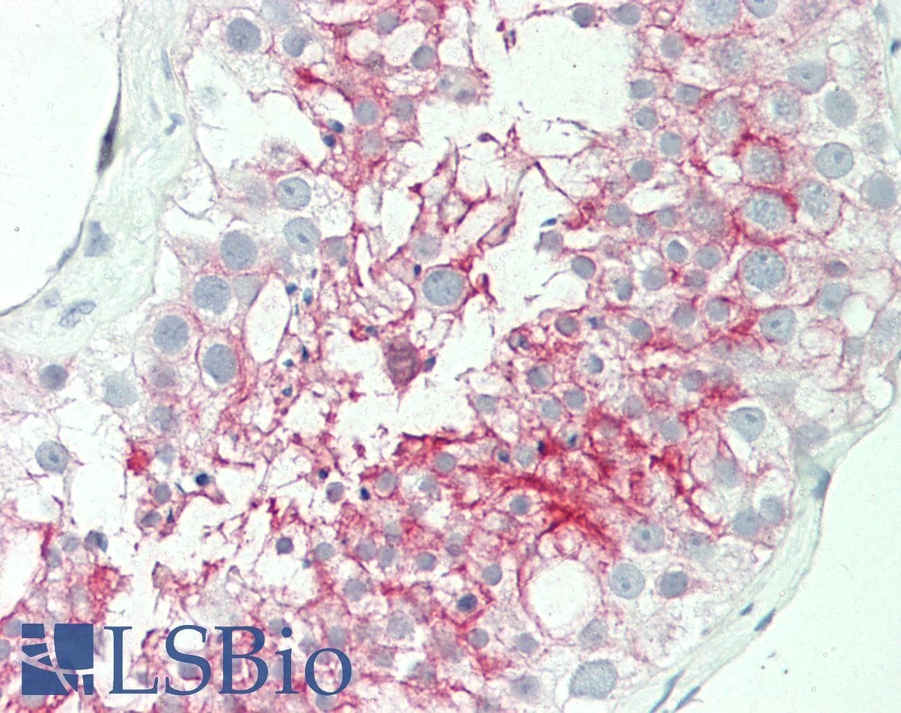 IHC-plus™ Basigin / Emmprin / CD147 Antibody (clone MEM-M6/6, Low Endotoxin)