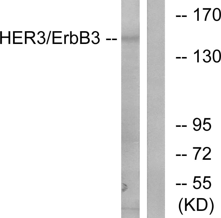 ERBB3 / HER3 Antibody (aa1191-1240)