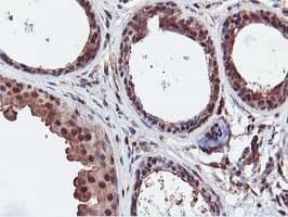 DUSP23 Antibody (clone OTI3C10)