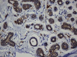 CDH1 / E Cadherin Antibody (clone OTI1B11)
