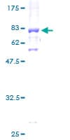Human FBXW2 Protein (Recombinant GST)